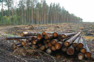 МЭР РФ предлагает снять ограничения на рубку в горных лесах для горнолыжной инфраструктуры