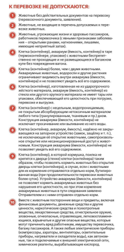 В России подготовят рекомендации по перевозке короткомордых питомцев