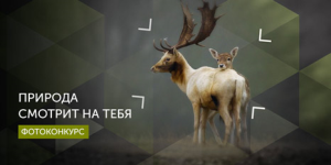 Фотоконкурс «Природа смотрит на тебя» в 2016 году станет международным