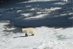 Ограбление белыми медведями на острове Вайгач