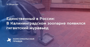 Единственный в России гигантский муравьед поселился в зоопарке Калининграда