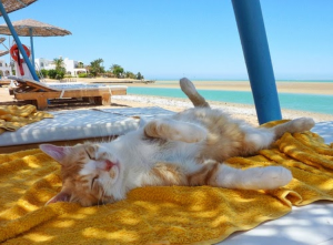 Кот, плед, море и экскурсии. Определена формула идеального осеннего отпуска