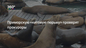 Генпрокуратура проверит приморскую «китовую тюрьму»