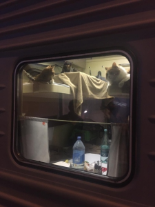 Пассажир с тремя кошками занял купе в южном поезде