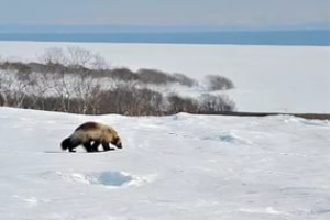 Камчатка - в числе туристических приоритетов читателей National Geographic