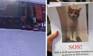 Что гибель кота Твикса изменит в работе РЖД?