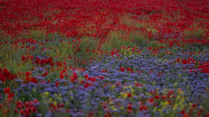 На Алтае ожидают увеличение турпоездок до 250 тыс. на майские праздники