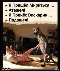 «Приходится мириться с отсутствием комфорта»