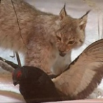 Музей природы Костромской области, Кострома