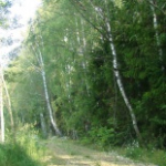 Кубинский лес, Кубинка