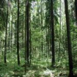 Химкинский лес, Химки